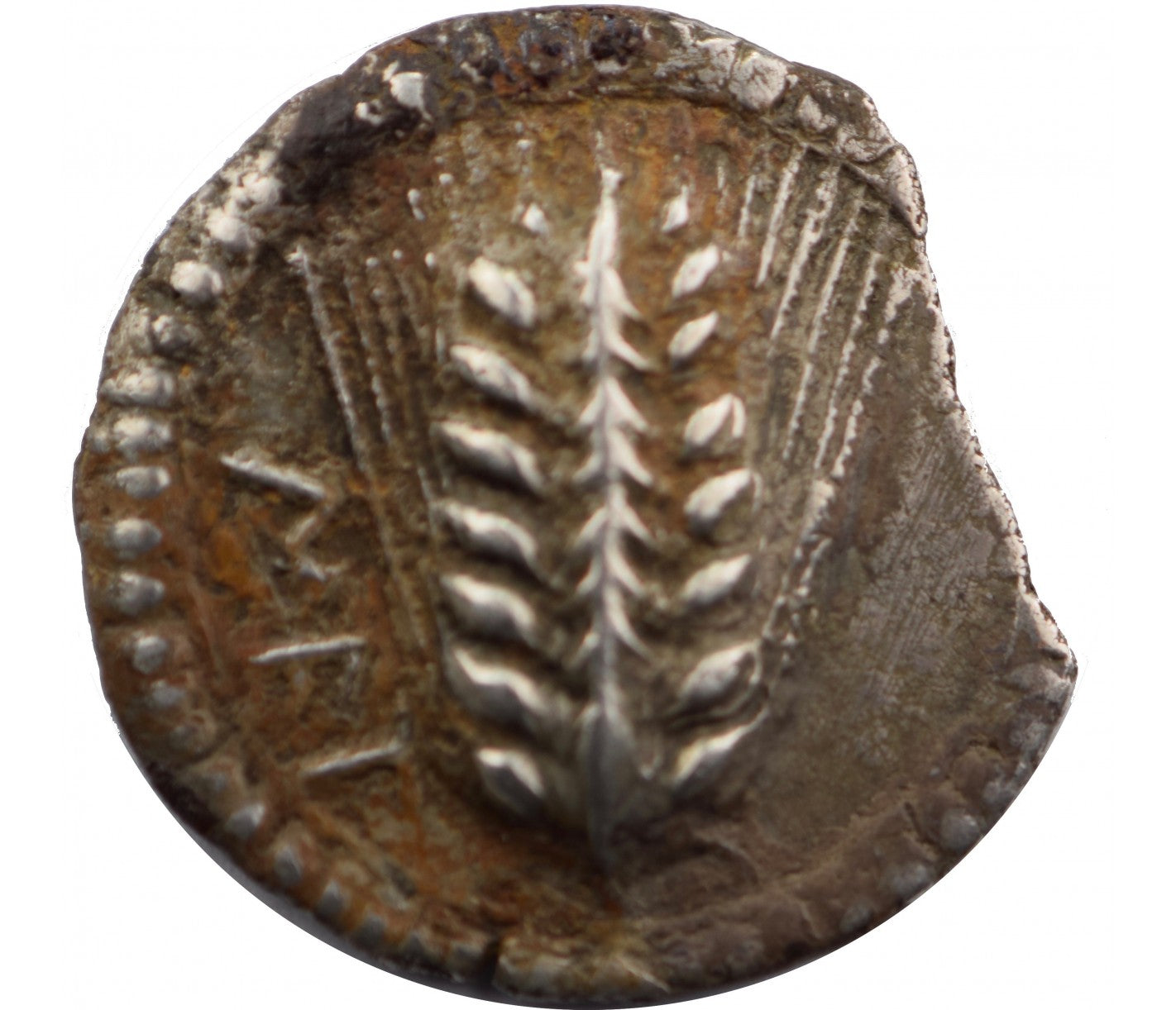 LUCANIE, MÉTAPONTE Nomos, statère (530-510 AC )